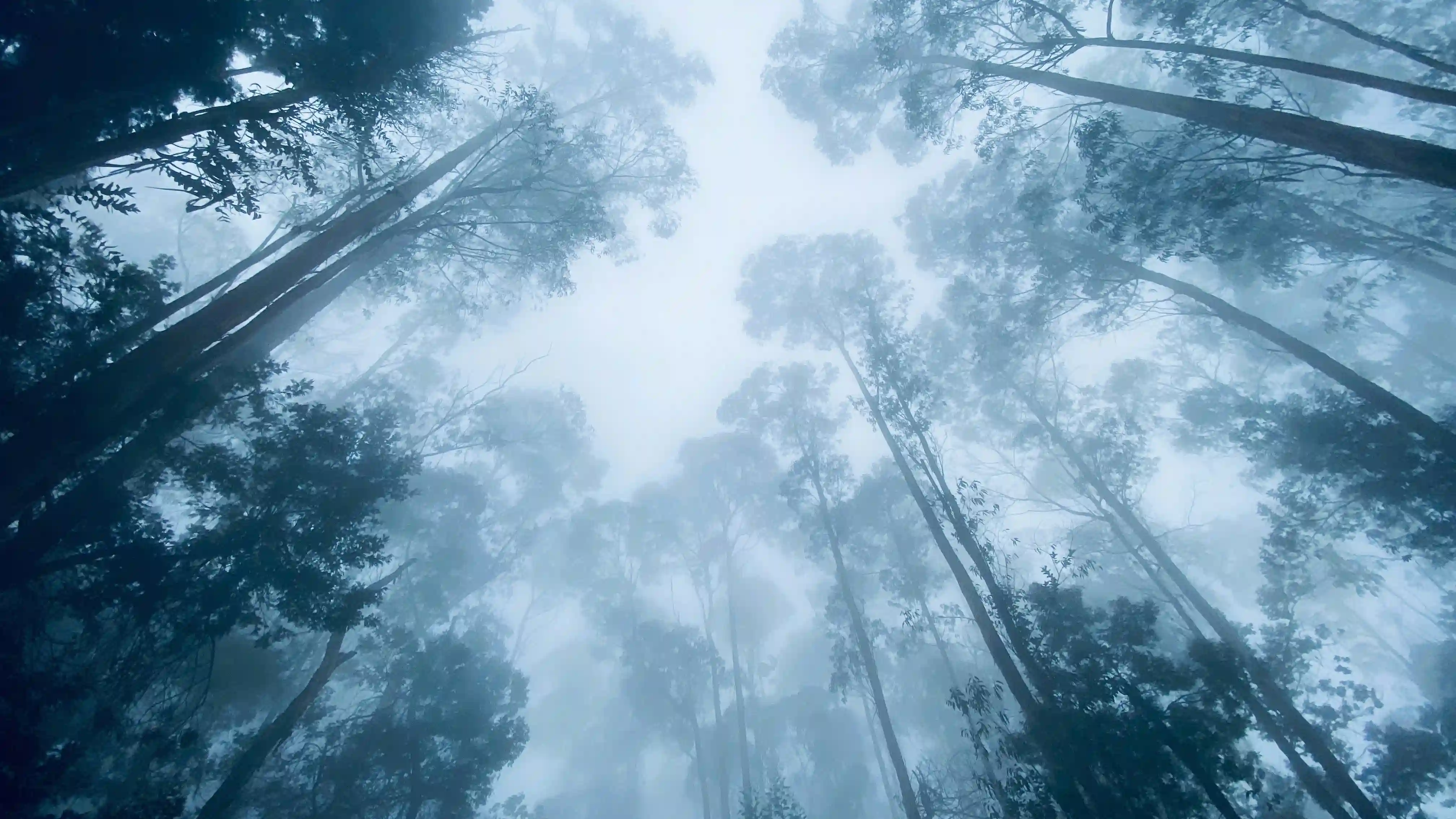 Kodaikanal destination — VR Travels